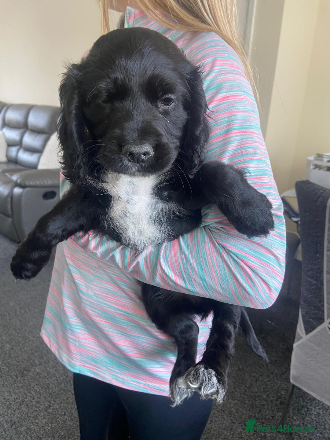 Cocker Spaniel dogs for sale: Cocker spaniel puppies - Image 7