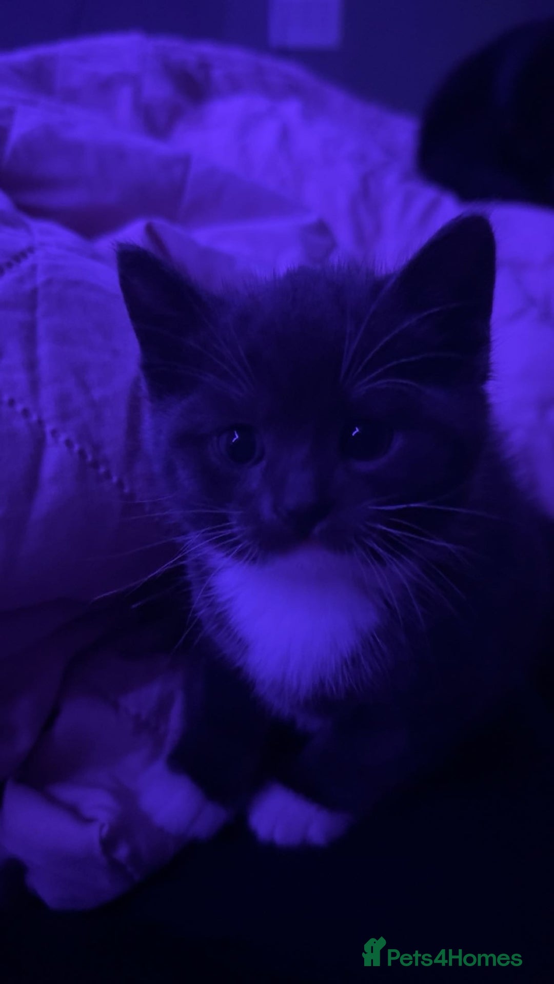 Mixed Breed cats for sale: Last grey kitten - Advert 3