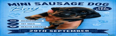 Miniature Dachshund 3