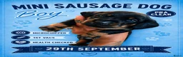 Miniature Dachshund dogs for sale: MINI DACHSHUND PUPS. PRA CLEAR.  - Advert 29