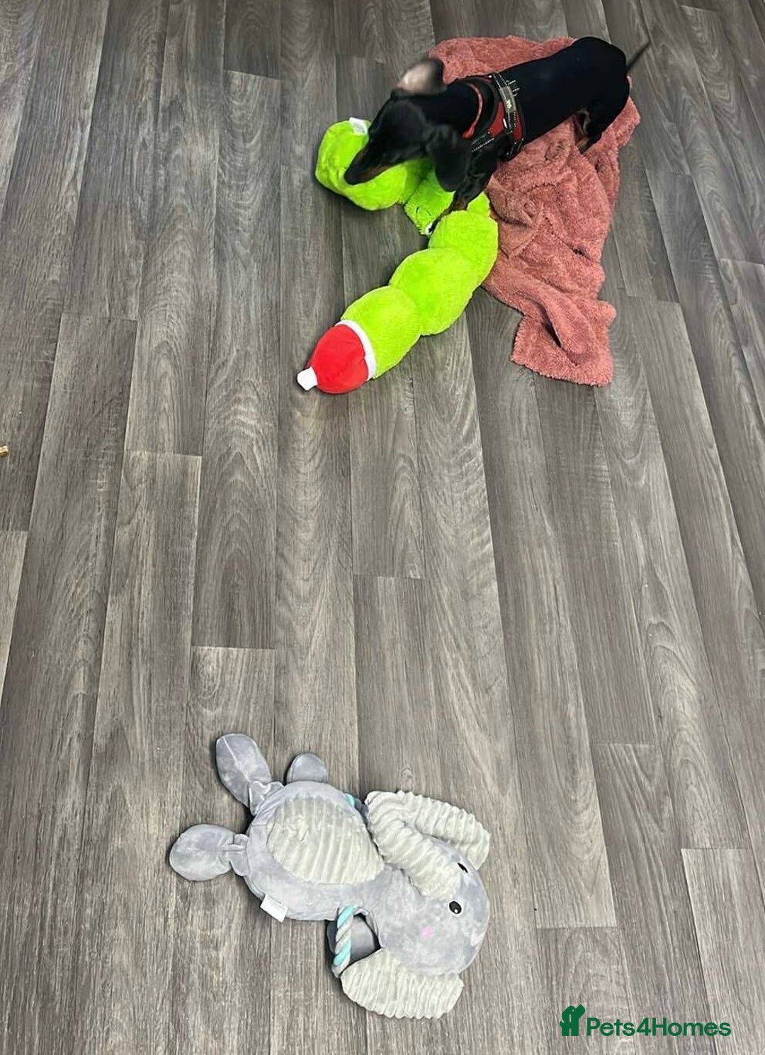 Dachshund dogs for sale: Dachund  - Advert 6