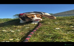 Beagle dogs for sale: Beagle boy for rehoming - Image 5