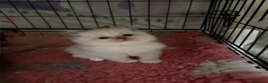 Ragdoll Kitten 4