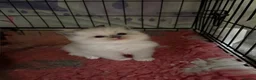 Ragdoll cats for sale: 🐾 last little girl 🐾 ready now 🐾 - Advert 19