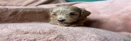 Maltipoo dogs for sale: Fully health tested confident happy maltipoo pups - Advert 6
