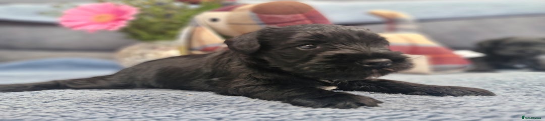 Miniature Schnauzer Puppy 2