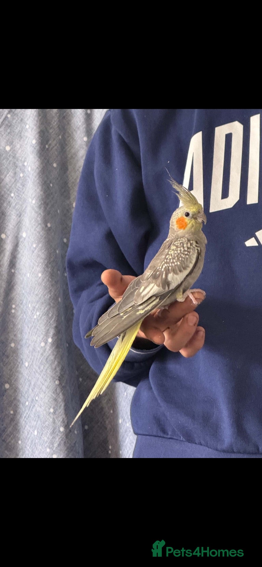 Cockatiels birds Pearl female cockatiel - Advert 1