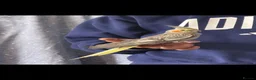 Cockatiels birds for sale: Pearl female cockatiel - Advert 1