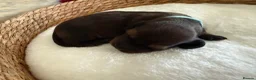Miniature Dachshund dogs for sale: Show class mini longhair pups from Crufts winner  - Advert 27