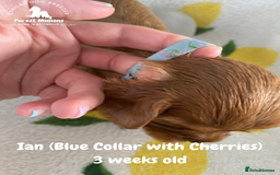 Cavalier King Charles Spaniel dogs for sale: Excessively tested Cavalier King Charles Spaniels - Image 21