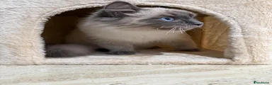 Casper
