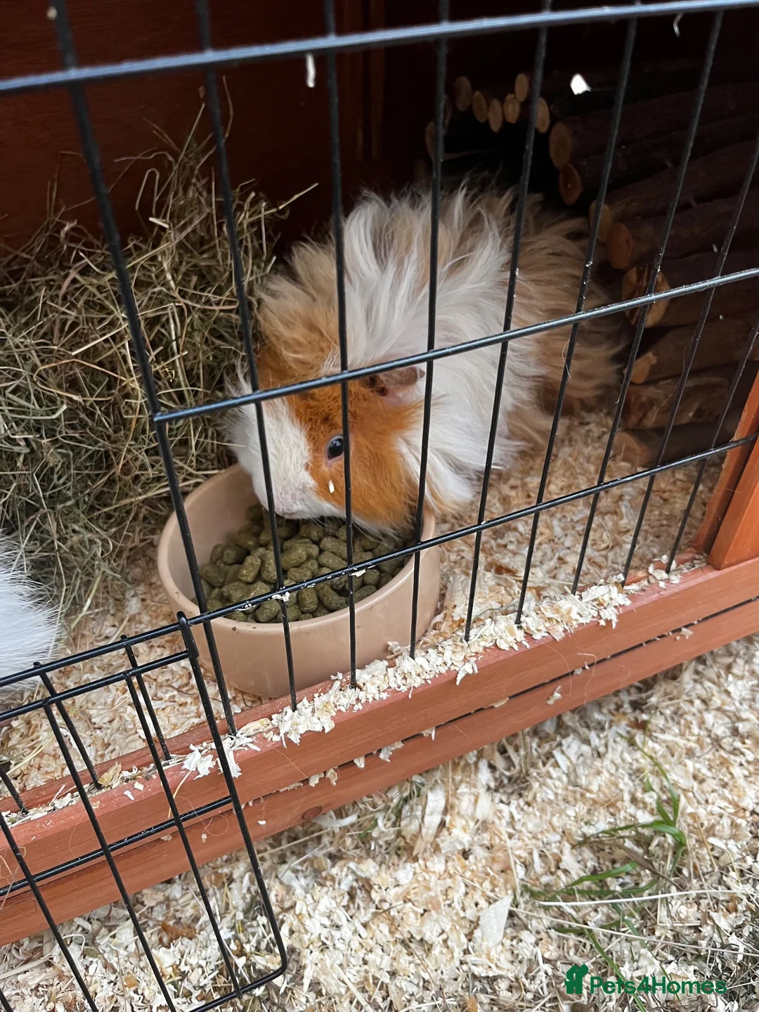 Guinea Pig rodents for sale: 2 male fluffy guinea pigs  in Newton Aycliffe - Advert 2
