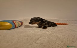 Miniature Dachshund dogs for sale: ❤️ 🐕 Miniature Dachshunds  - Image 7