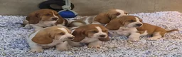 Basset Hound dogs for sale: KC BASSET HOUND PUPPIES FROM HEALTH SCORED PARENTS - Advert 17