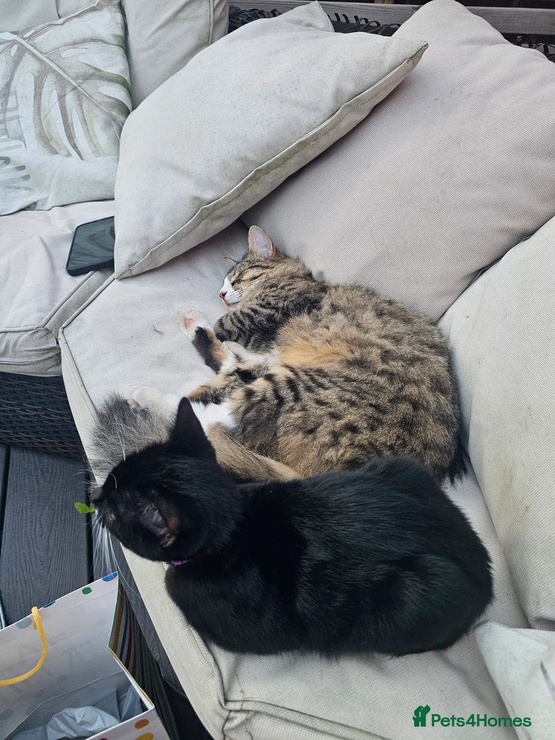 Domestic Shorthair cats for sale: Two beautiful, friendly female kittens in Broadstairs - Advert 2
