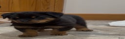 Rottweiler dogs for sale: 2 Big chuncky female Rottweiler puppies - Advert 28
