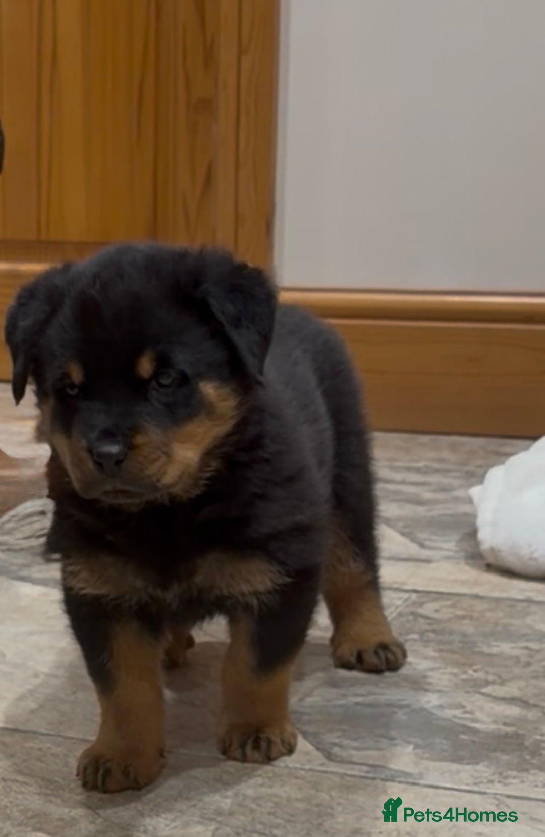Rottweiler dogs for sale: 2 Big chuncky female Rottweiler puppies - Advert 28