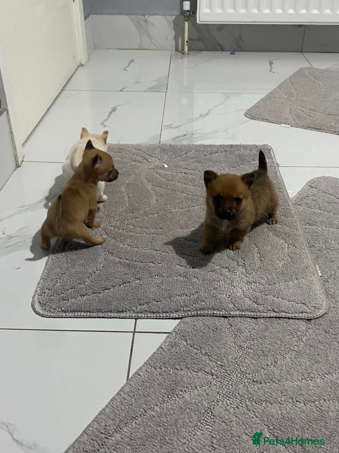Chihuahua dogs for sale: 3 beautiful chihuahua puppies  - Advert 16