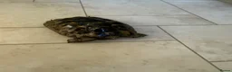 Hermann Tortoise reptiles for sale: 26 year old Hermann tortoise - Advert 8