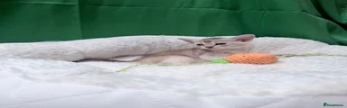 Abyssinian 6
