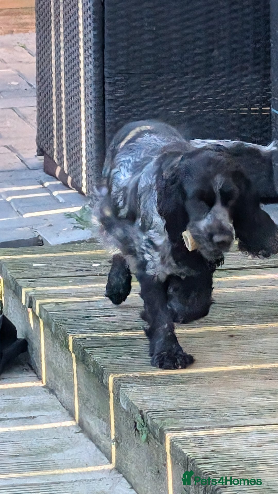 Cocker Spaniel dogs for sale: Oakley  - Image 1