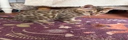 Bengal cats for sale: Snow Sepia 💙 TICA Pedigree 🐆 Bengal Kitten  in Deal - Advert 6