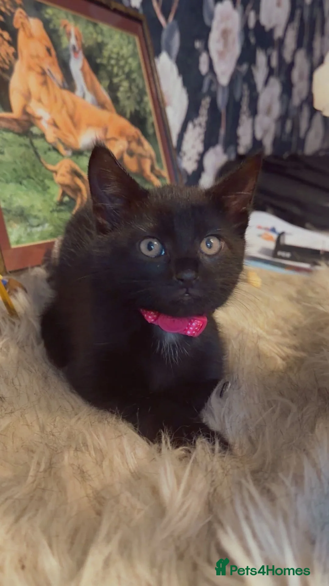 Domestic Shorthair cats for sale: Female 12 week old kitten - Advert 1