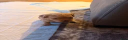 Pugapoo dogs for sale: 2 adorable boy pugapoo puppies for sale  in Slough - Advert 9