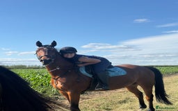 Arabian horse horses for sale: 15.3 gelding looking for a new home - Image 2