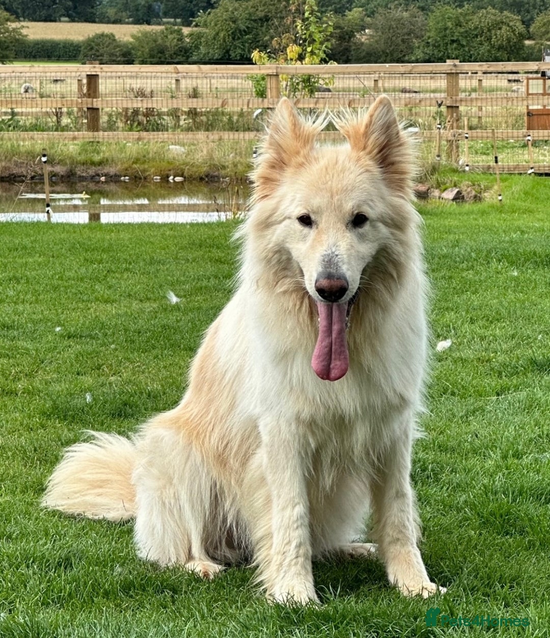 German Shepherd dogs for sale: Traditional Long Coat, Straight backed GSD Puppies - Advert 9