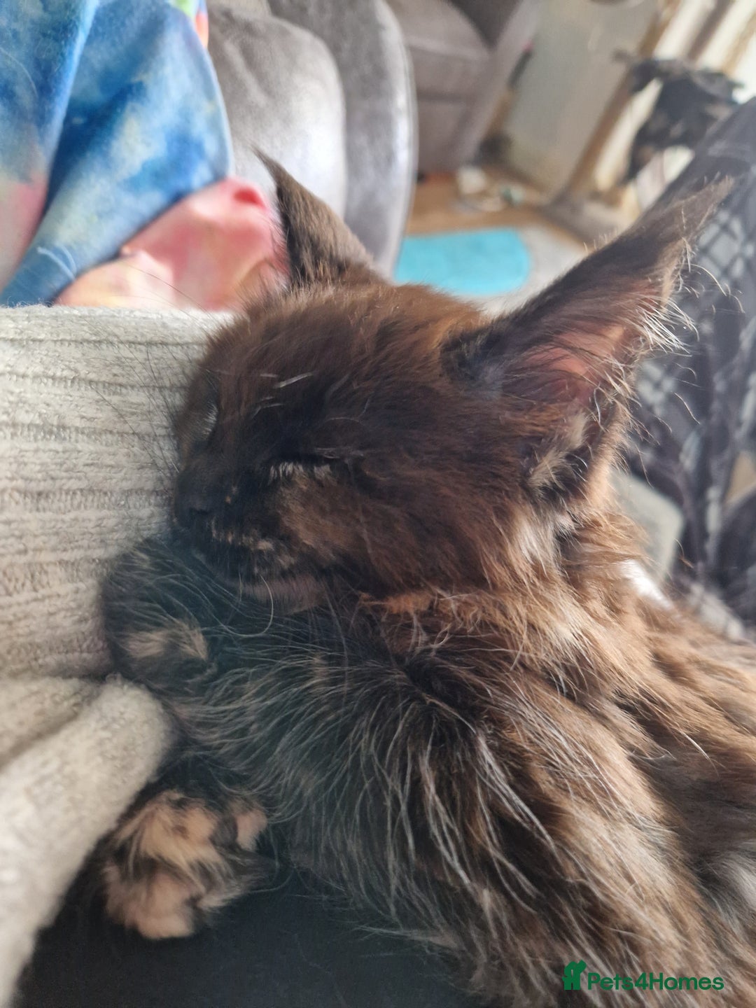 Maine Coon cats for sale: Beautiful female ready to leave now! - Image 2