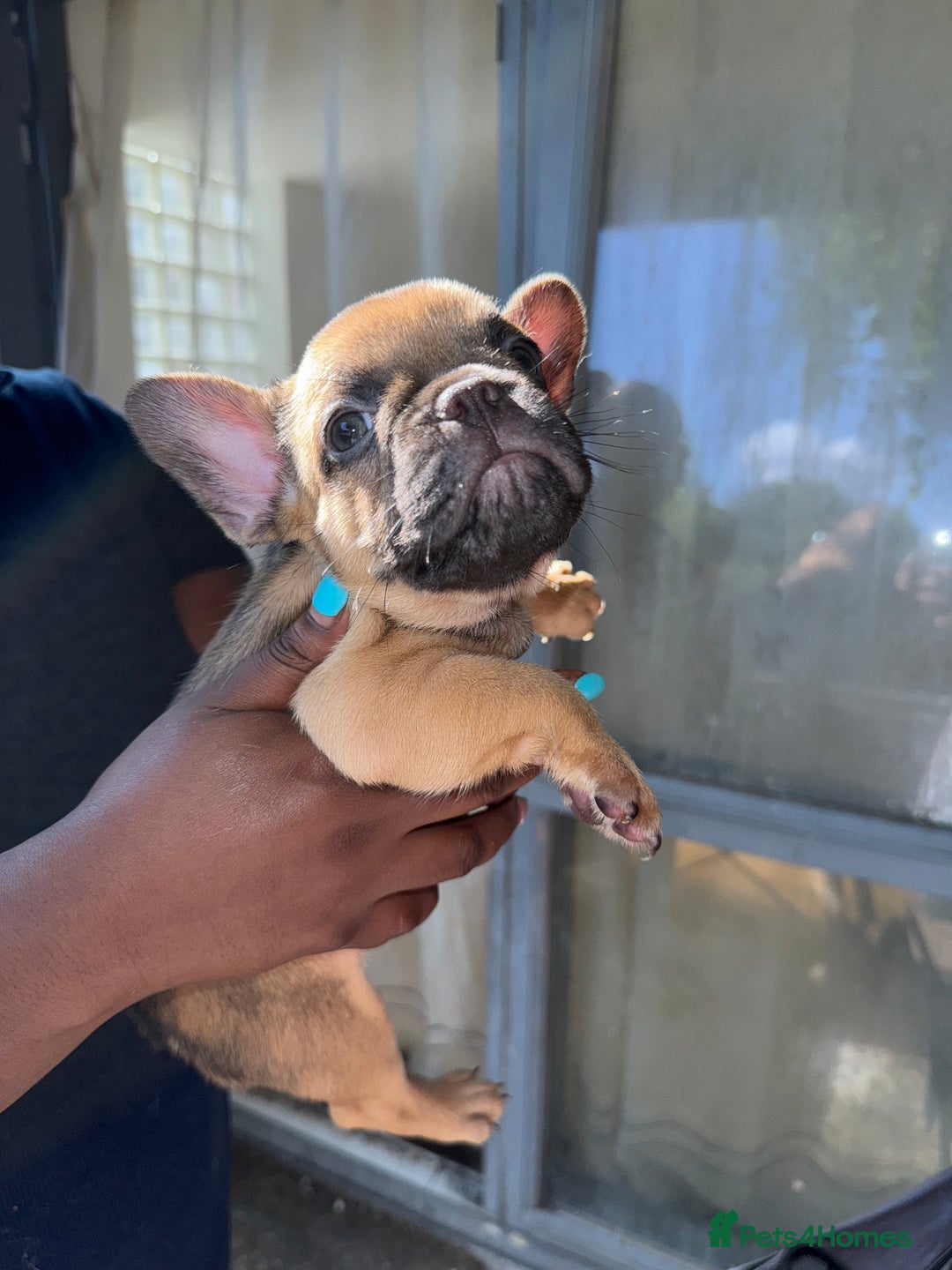 French Bulldog dogs for sale: Fluffy Gene Carrying Frenchies - Image 14