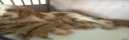 Cockapoo dogs for sale: Champagne Cockapoo’s   - Advert 8