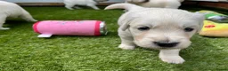 Golden Retriever dogs for sale: ⭐️Ready from 14th July⭐️ - Advert 25