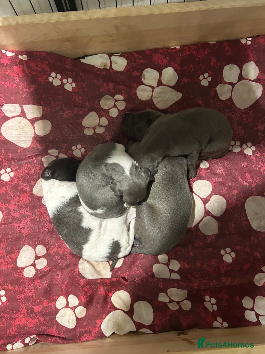 Mixed Breed dogs for sale: Bedlington Whippet puppies  - Image 8