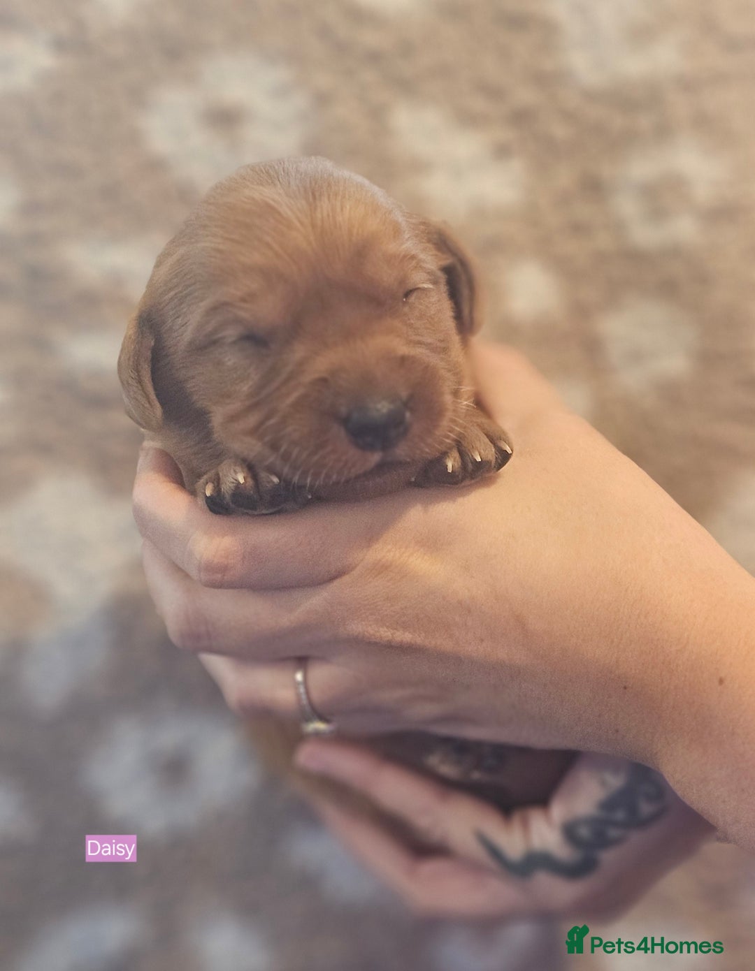 Labrador Retriever dogs for sale: KC Fox Red Labrador Puppys - Advert 24