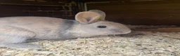 Mixed Breed rabbits for sale: Baby Bunnies for sale - SERIOUS ENQUIRIES ONLY in Nuneaton - Advert 9