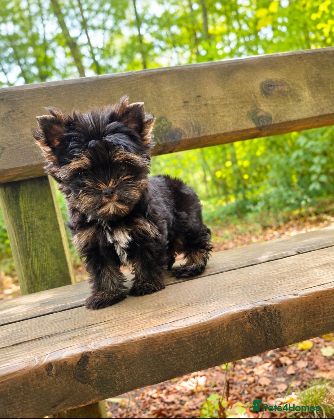 Yorkshire Terrier dogs 2 Beautiful Yorkshire Terrier Boys – Ready Now 💙 - Advert 2