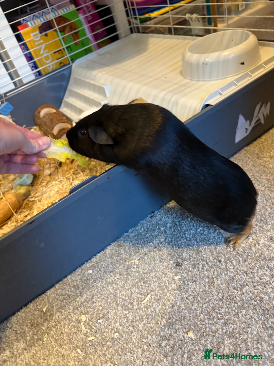 Guinea Pig rodents for sale: 2 Male bonded guinea pigs  - Advert 7