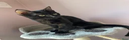 Domestic Shorthair cats for sale: 4 month old black cat  - Advert 4