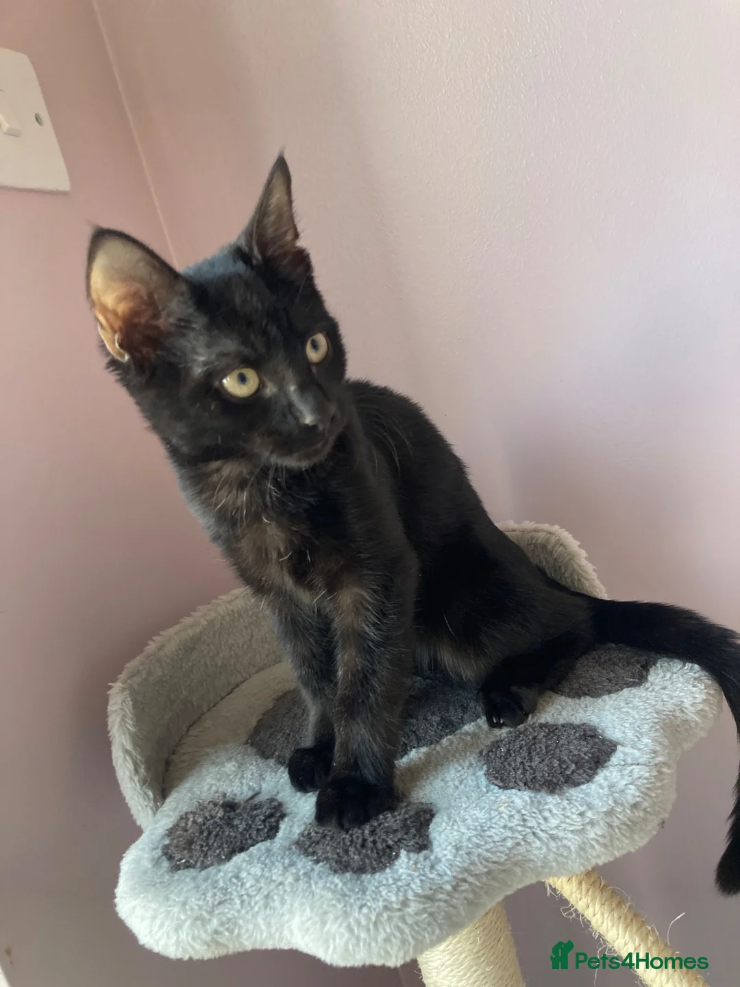 Domestic Shorthair cats for sale: 4 month old black cat  - Advert 4