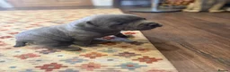Staffordshire Bull Terrier dogs for sale: KC Registered Blue Staffordshire Bull terrier Pups - Advert 14