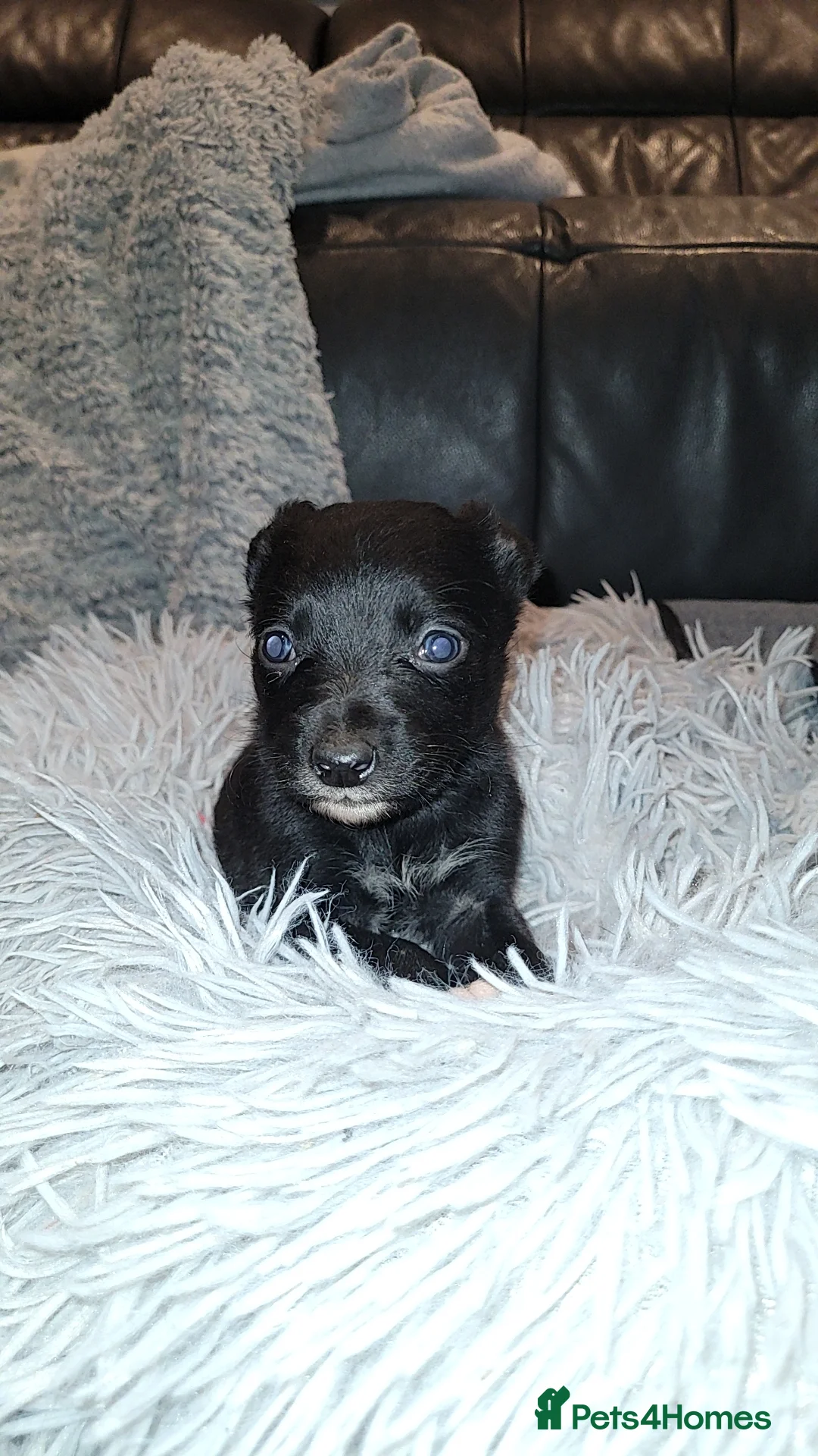 Mixed Breed dogs for sale: Collie cross Kelpie Puppies - Advert 5