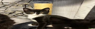 Mixed Breed Kitten 2