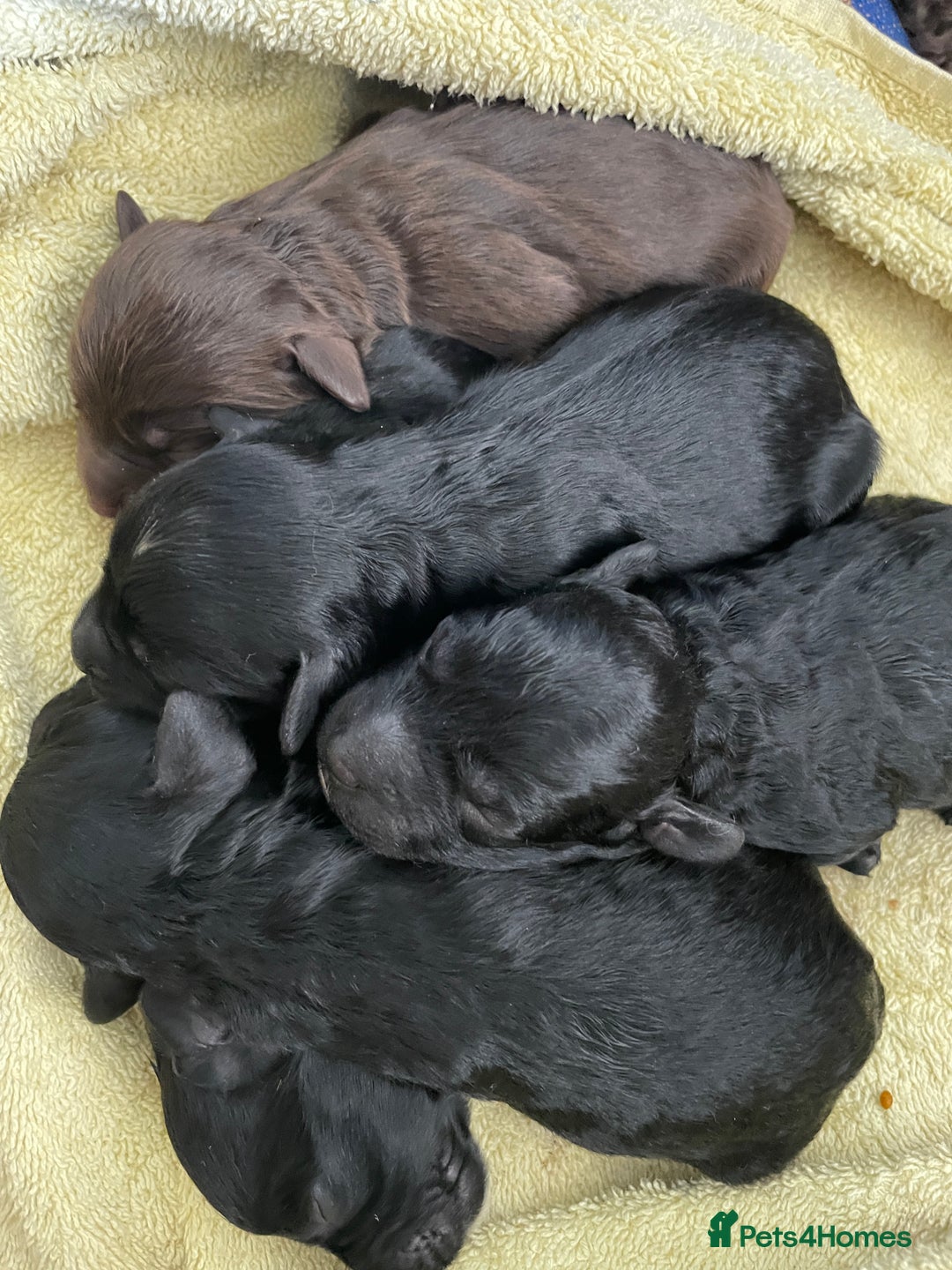 Mixed Breed dogs for sale: Sproodle cockapoo puppies  - Image 1