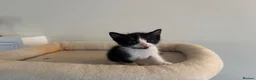 Mixed Breed cats for sale: 2 male cats for sale - Advert 3