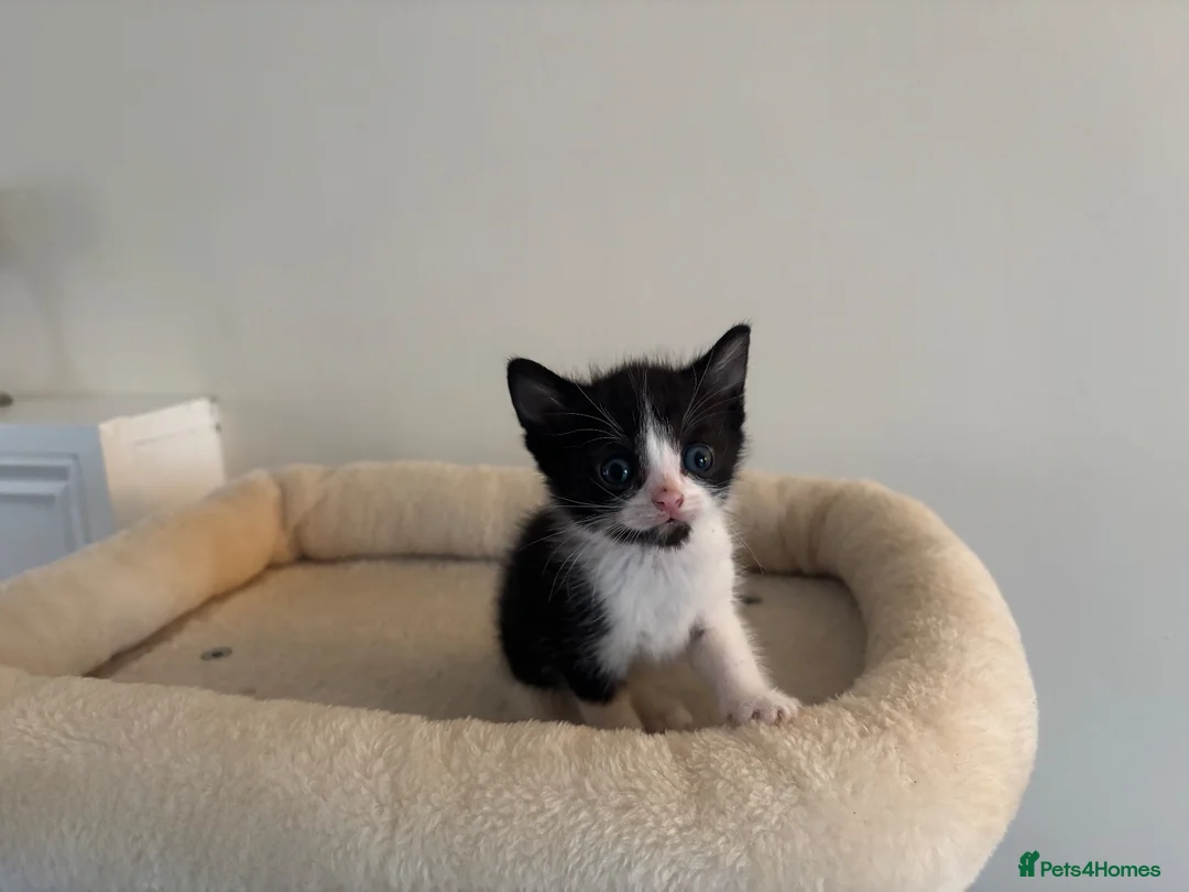 Mixed Breed cats for sale: 2 male cats for sale - Advert 3