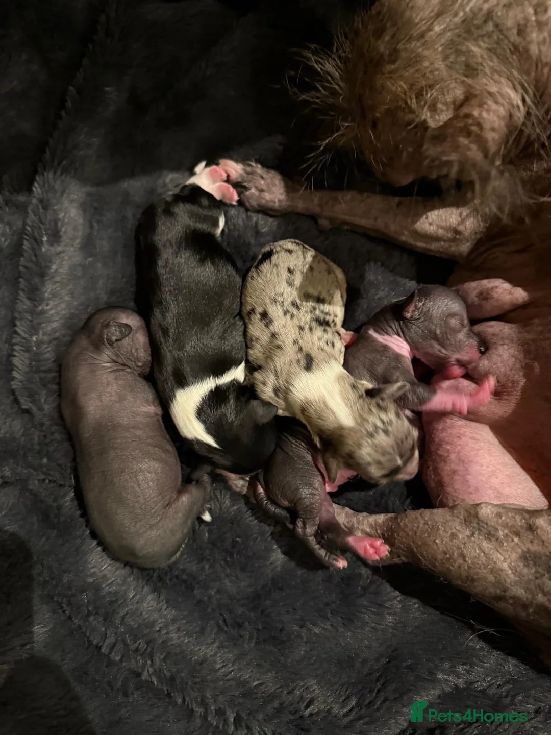 Chinese Crested dogs for stud: True hairless boy ready for stud in Sheffield - Advert 12