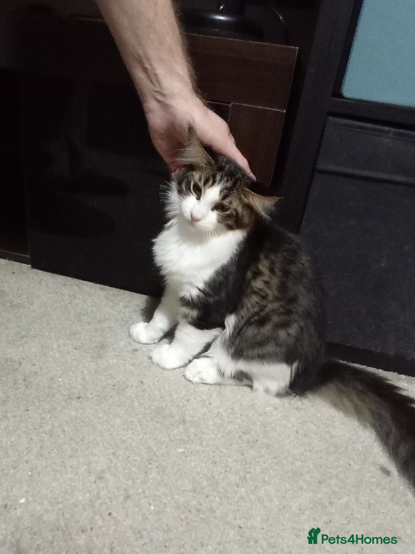 Maine Coon cats Maine Coon Kittens for Sale - Advert 1