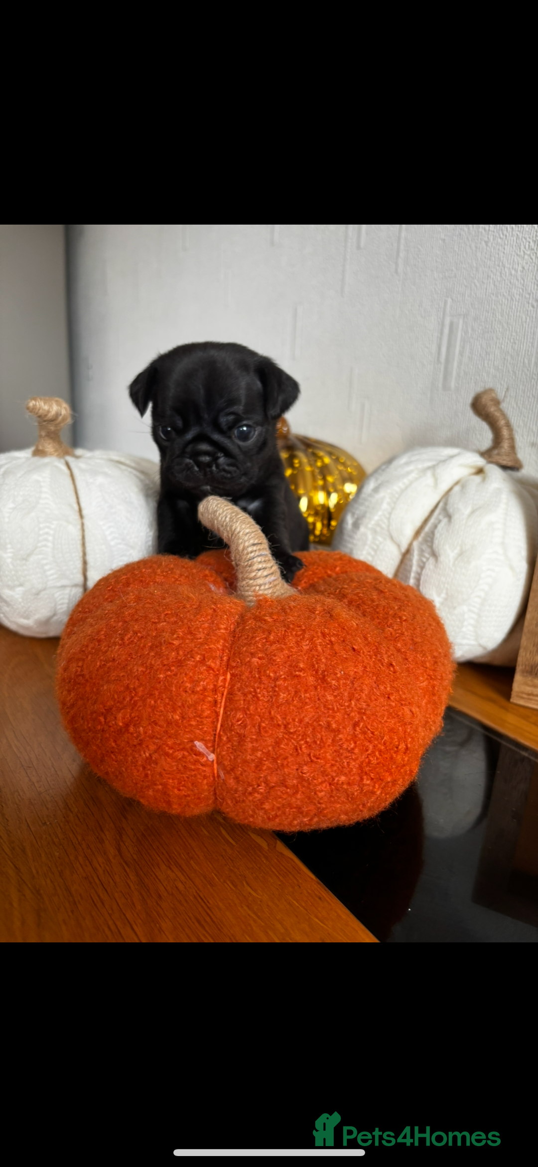 Pug dogs for sale: Beautiful Pugs  - Image 9